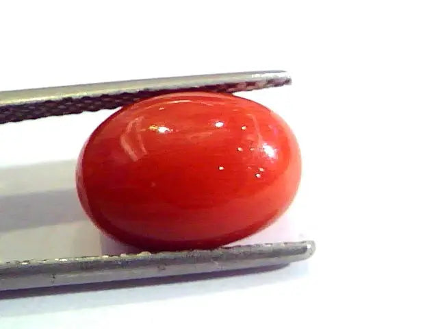6.11 Ct Untreated Natural Premium Italian Red Coral AAAAA