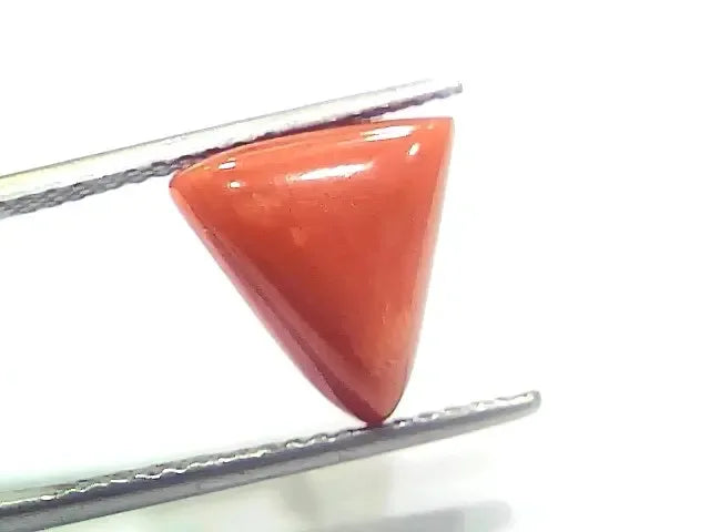 6.09 Ct 6.76 Ratti Natural Italian Triangle Red Coral Moonga Gemstone - Venus Gems