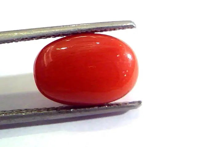 6.11 Ct Untreated Natural Premium Italian Red Coral AAAAA