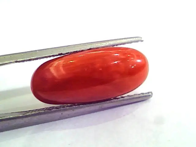 6.08 Carat Natural Italian Red Coral Moonga Gemstone AAAA