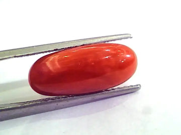 6.08 Carat Natural Italian Red Coral Moonga Gemstone AAAA
