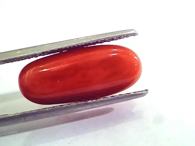 6.08 Carat Natural Italian Red Coral Moonga Gemstone AAAA