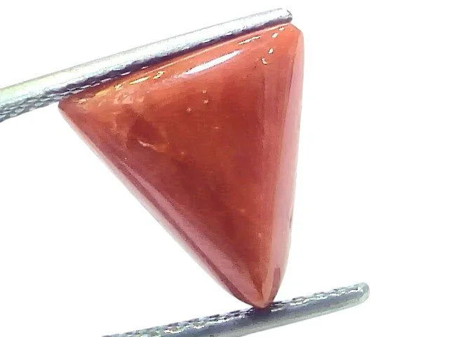 6.12 Ct Natural Italian Triangle Red Coral Trikon Moonga Gemstone - Venus Gems