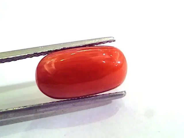 6.16 Carat Natural Italian Red Coral Moonga Gemstone AAAA