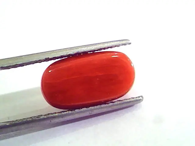 6.16 Carat Natural Italian Red Coral Moonga Gemstone AAAA