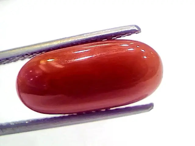 6.17 Ct 6.85 Ratti Natural Italian Red Coral Moonga Gemstone