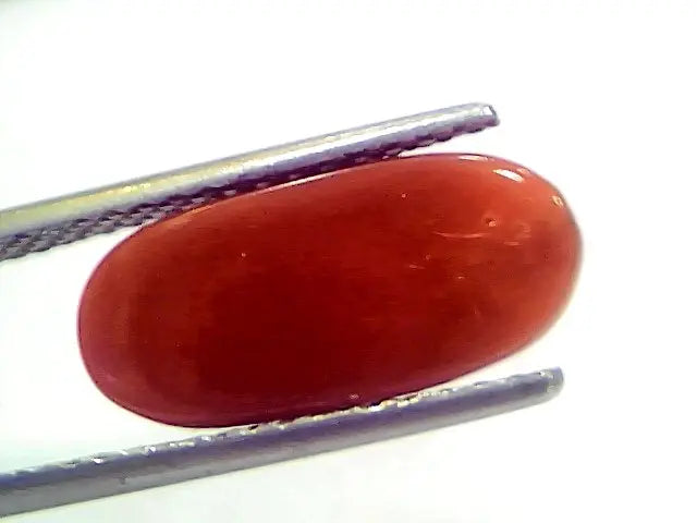 6.17 Ct 6.85 Ratti Natural Italian Red Coral Moonga Gemstone