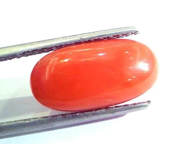 6.10 Ct Untreated Natural Premium Italian Red Coral AAAAA