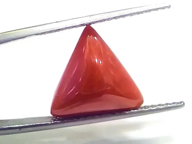 6.25 Ct 6.94 Ratti Natural Italian Triangle Red Coral Moonga Gemstone - Venus Gems