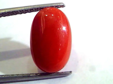 6.25 Ct Untreated Natural Premium Italian Red Coral AAA