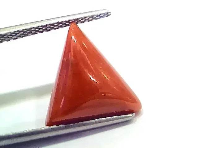 6.27 Ct 6.96 Ratti Natural Italian Triangle Red Coral Moonga Gemstone - Venus Gems