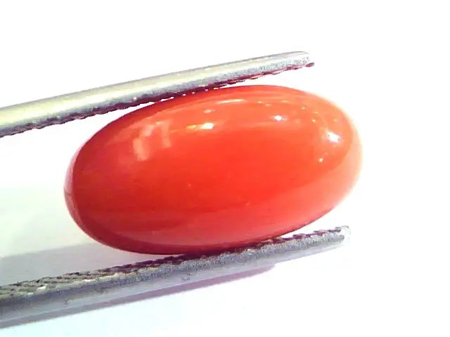 6.10 Ct Untreated Natural Premium Italian Red Coral AAAAA