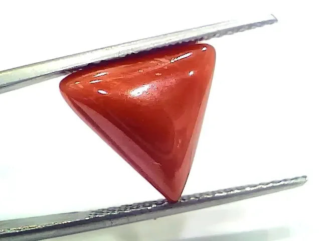 6.25 Ct 6.94 Ratti Natural Italian Triangle Red Coral Moonga Gemstone - Venus Gems
