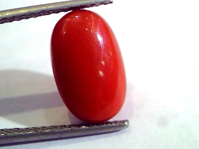 6.25 Ct Untreated Natural Premium Italian Red Coral AAA