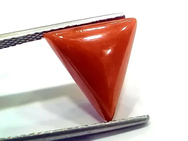 6.27 Ct 6.96 Ratti Natural Italian Triangle Red Coral Moonga Gemstone - Venus Gems