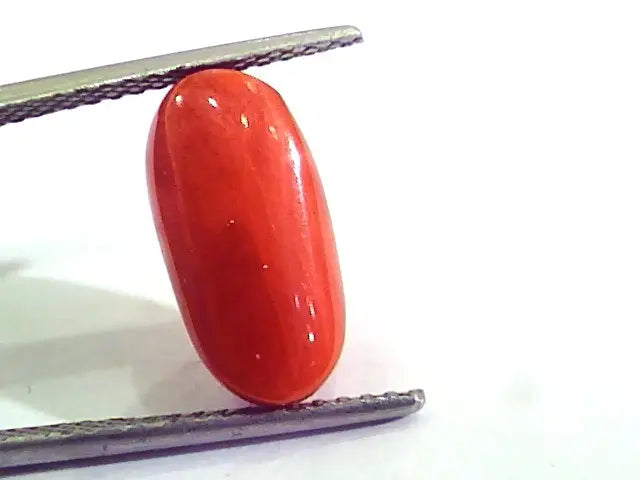 6.22 Carat Natural Italian Red Coral Moonga Gemstone AAAA