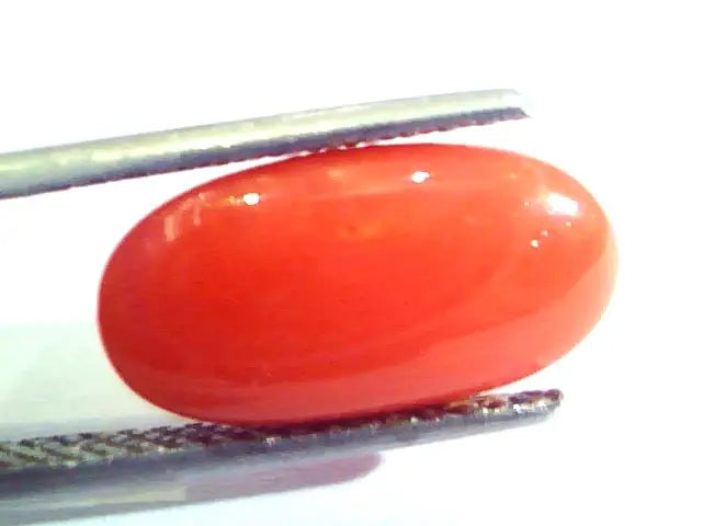 6.29 Ct Untreated Natural Premium Italian Red Coral AAAAA