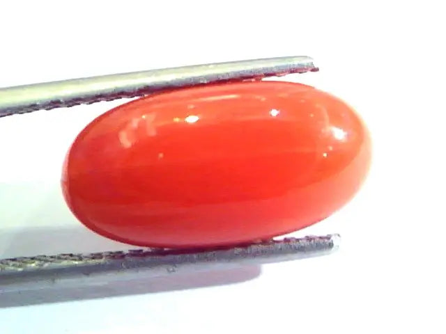 6.29 Ct Untreated Natural Premium Italian Red Coral AAAAA