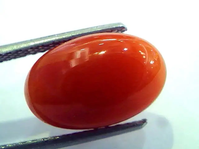 6.24 Ct Top Grade Premium Untreated Natural Japan Red Coral Gemstone