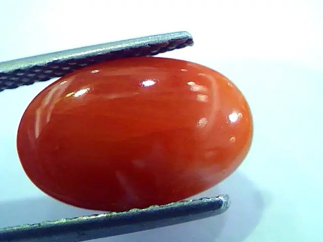 6.24 Ct Top Grade Premium Untreated Natural Japan Red Coral Gemstone