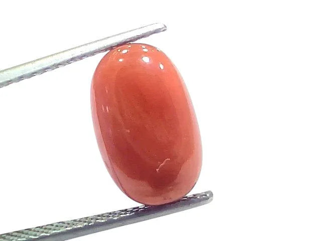 6.33 Ct 7 Ratti Natural Untreated Italian Red Coral Moonga Gems - Venus Gems