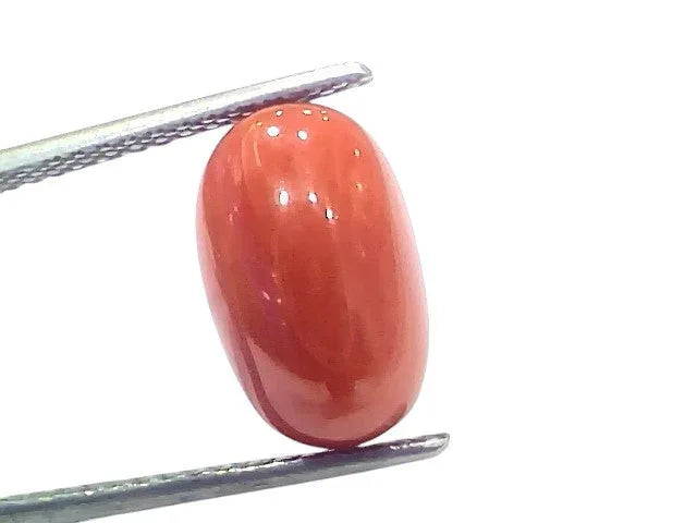 6.33 Ct 7 Ratti Natural Untreated Italian Red Coral Moonga Gems - Venus Gems