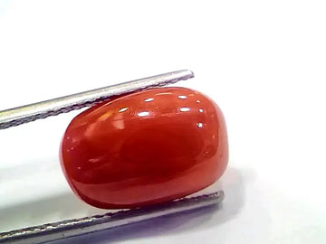 6.43 Ct 7.14 Ratti Natural Italian Red Coral Moonga Gemstone