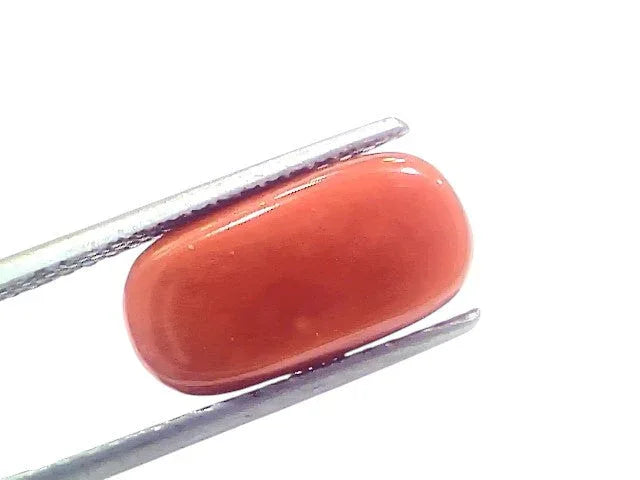 6.36 Ct 7.05 Ratti Natural Untreated Italian Red Coral Moonga Gems - Venus Gems