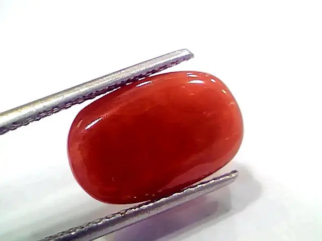 6.43 Ct 7.14 Ratti Natural Italian Red Coral Moonga Gemstone
