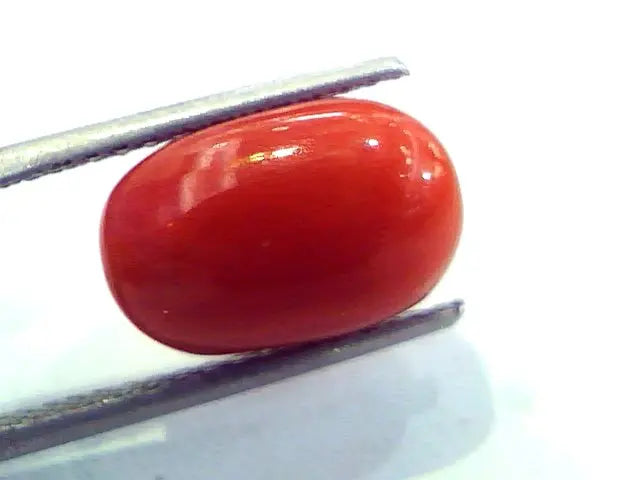 6.35 Ct Untreated Natural Italian Red Coral Premium Quality AAA