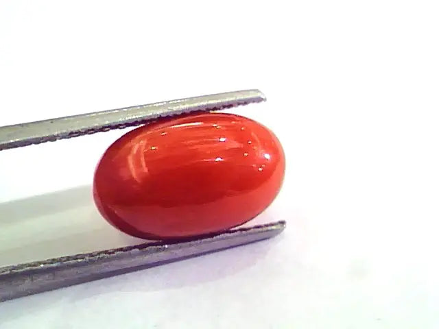 6.36 Carat Natural Italian Red Coral Moonga Gemstone AAAA