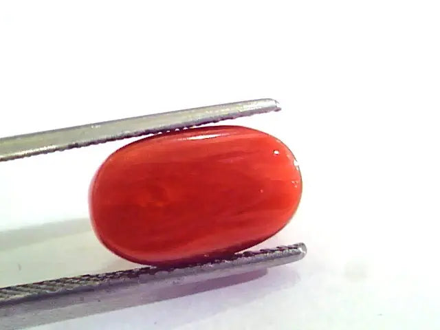 6.36 Carat Natural Italian Red Coral Moonga Gemstone AAAA