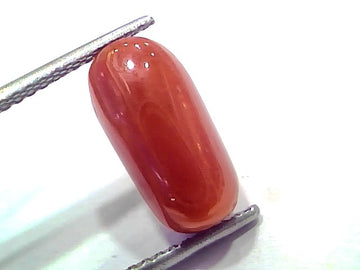 6.38 Ct 7.01 Ratti Natural Untreated Italian Red Coral Moonga AAAAA