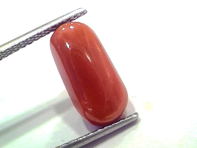 6.38 Ct 7.01 Ratti Natural Untreated Italian Red Coral Moonga AAAAA