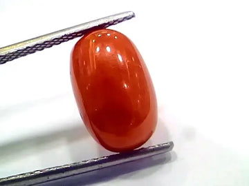 6.44 Ct 7.15 Ratti Natural Italian Red Coral Moonga Gemstone - Venus Gems