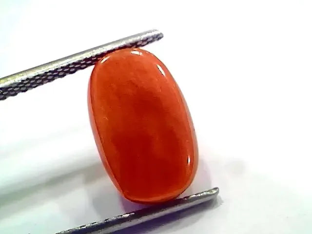 6.44 Ct 7.15 Ratti Natural Italian Red Coral Moonga Gemstone - Venus Gems
