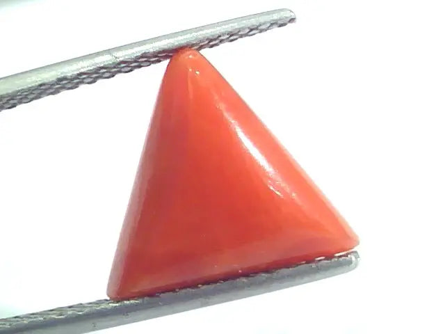 6.43 Ct 10.7 Ratti Natural Italian Triangle Red Coral Moonga Gemstone