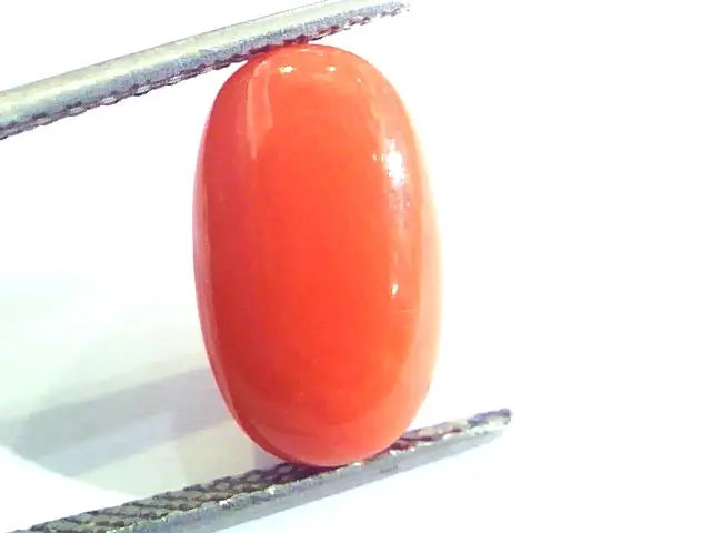 6.33 Ct Untreated Natural Premium Italian Red Coral AAAAA
