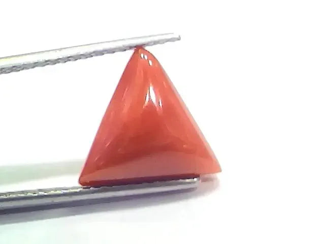 6.42 Ct 7.13 Ratti Natural Italian Triangle Red Coral Moonga Gemstone - Venus Gems