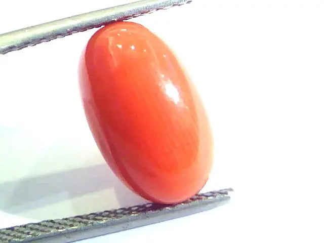 6.33 Ct Untreated Natural Premium Italian Red Coral AAAAA