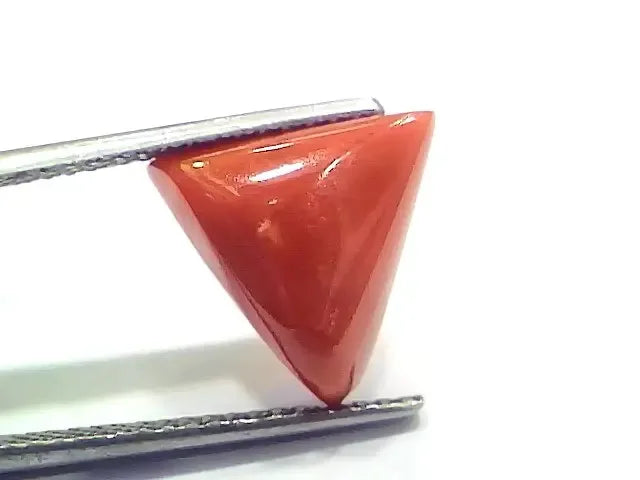 6.42 Ct 7.13 Ratti Natural Italian Triangle Red Coral Moonga Gemstone - Venus Gems