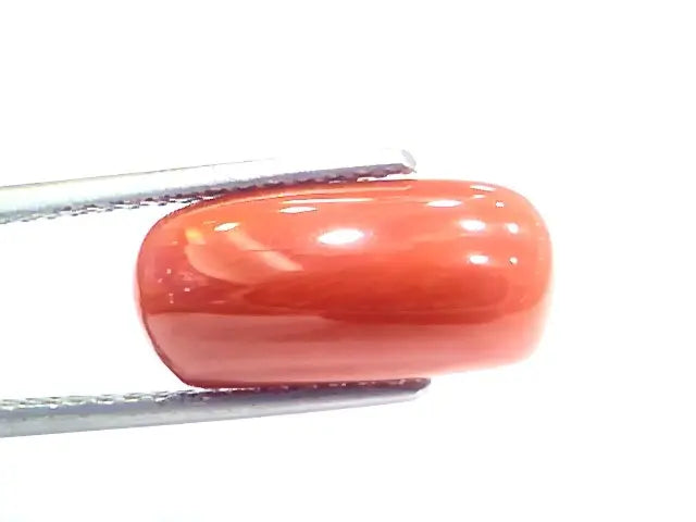 6.42 Ct 10.75 Ratti Natural Italian Red Coral Moonga Gemstone