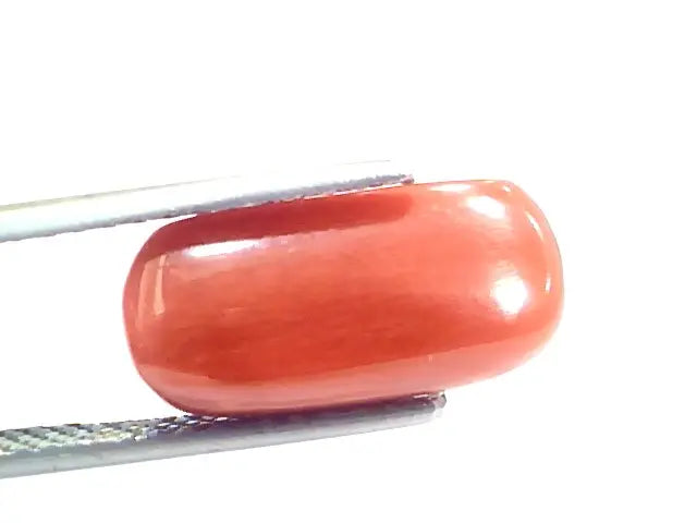 6.42 Ct 10.75 Ratti Natural Italian Red Coral Moonga Gemstone