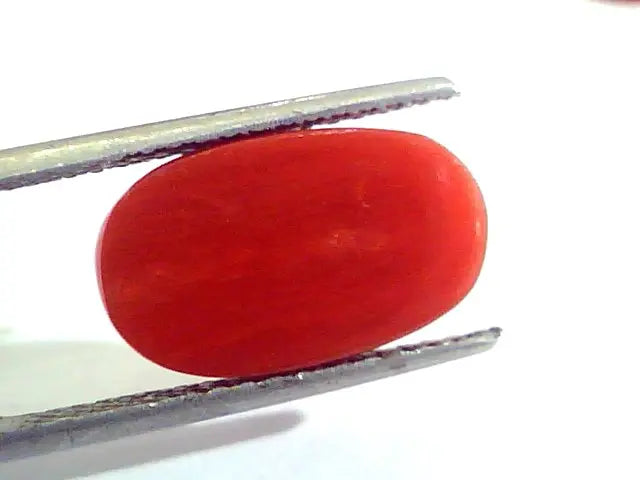 6.46 Ct Untreated Natural Premium Italian Red Coral AAAAA
