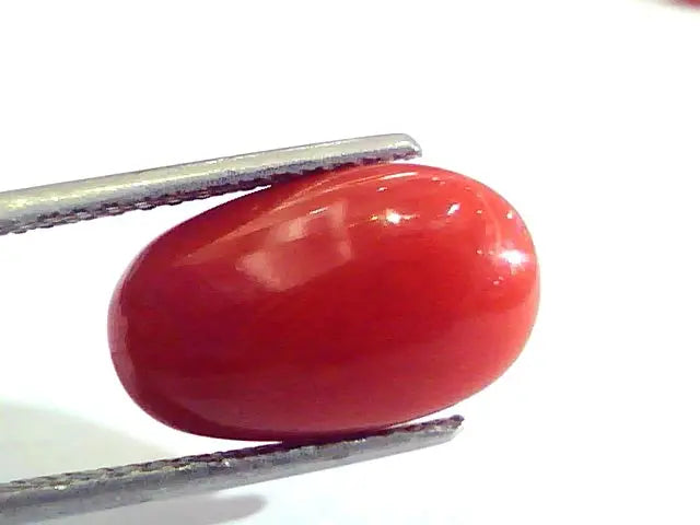 6.46 Ct Untreated Natural Premium Italian Red Coral AAAAA