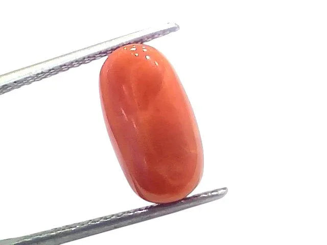 6.53 Ct 7.21 Ratti Natural Untreated Italian Red Coral Moonga Gems - Venus Gems