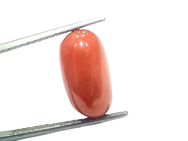 6.53 Ct 7.21 Ratti Natural Untreated Italian Red Coral Moonga Gems - Venus Gems