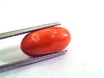 6.51 Carat Natural Italian Red Coral Moonga Gemstone AAAA