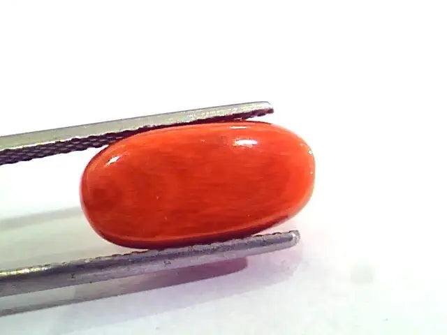 6.51 Carat Natural Italian Red Coral Moonga Gemstone AAAA