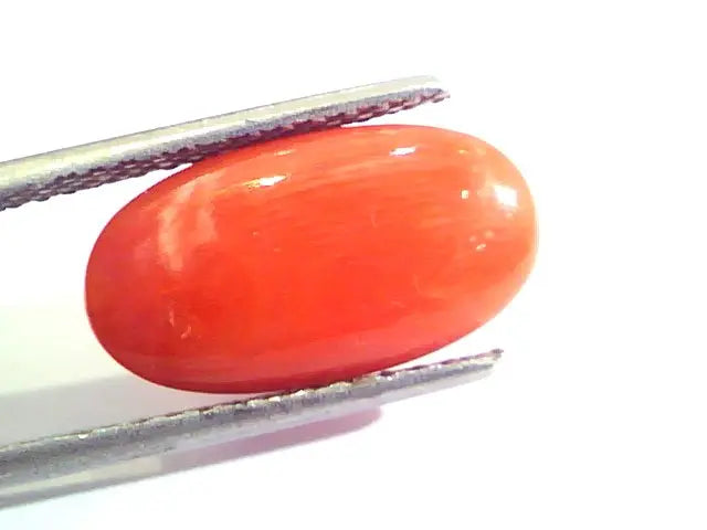 6.50 Ct Untreated Natural Premium Italian Red Coral AAAAA